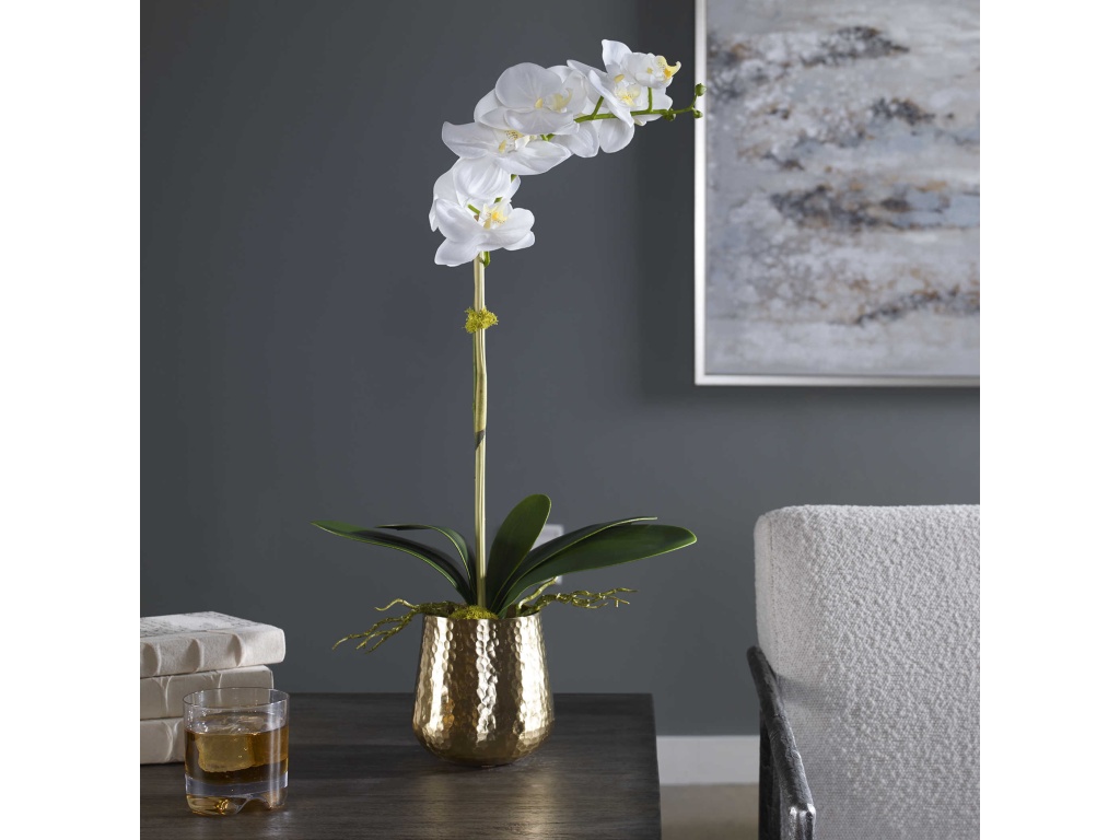 Cami Orchid, Brass